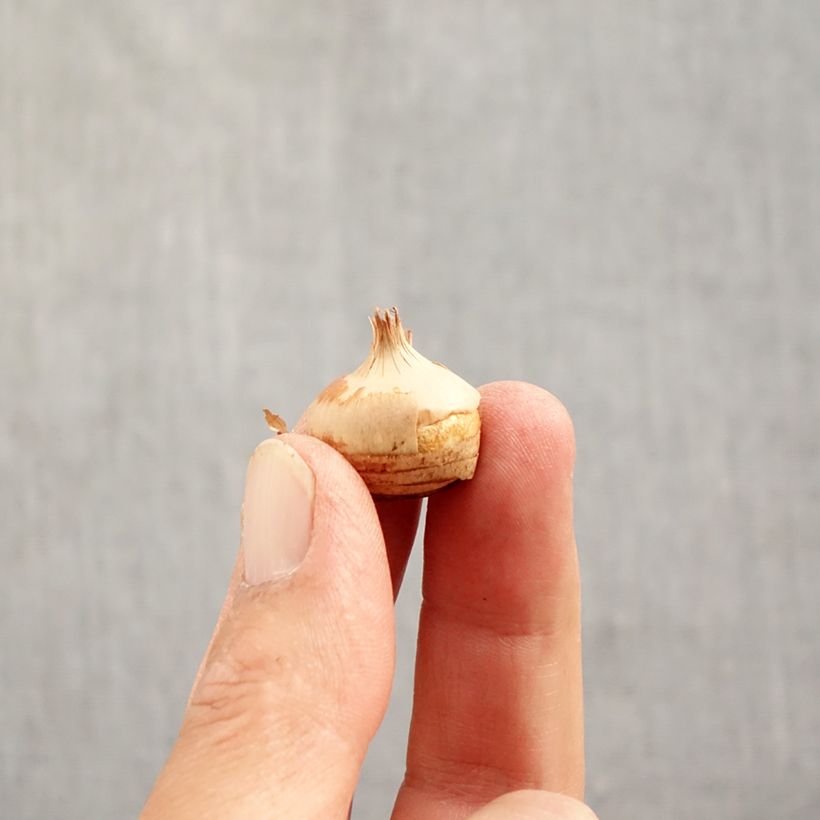 Example of Crocus chrysanthus Blue Pearl Bulbe calibre 6+ as you get in automne