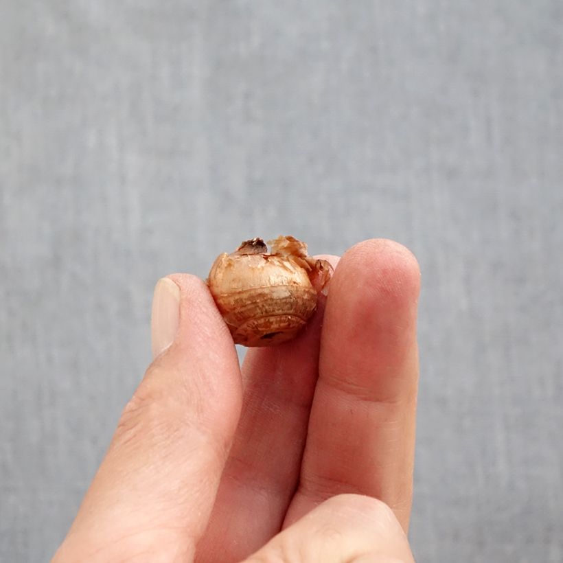 Spécimen de Crocus chrysanthus Constellation Bulbe calibre 5+ tel que livré en automne