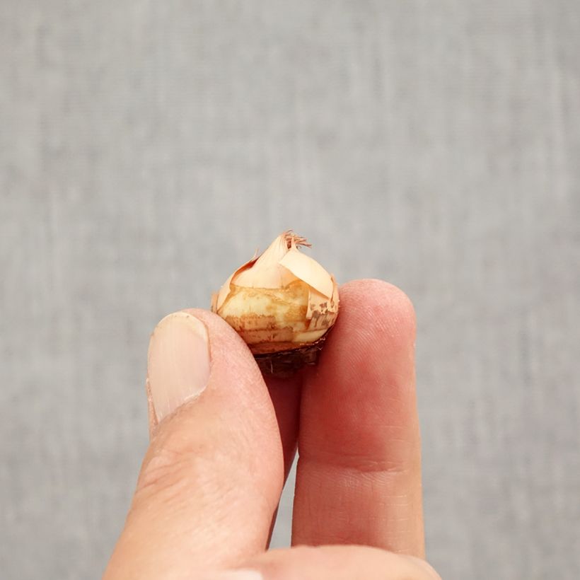 Example of Crocus chrysanthus Fuscotinctus Bulbe calibre 6+ as you get in automne