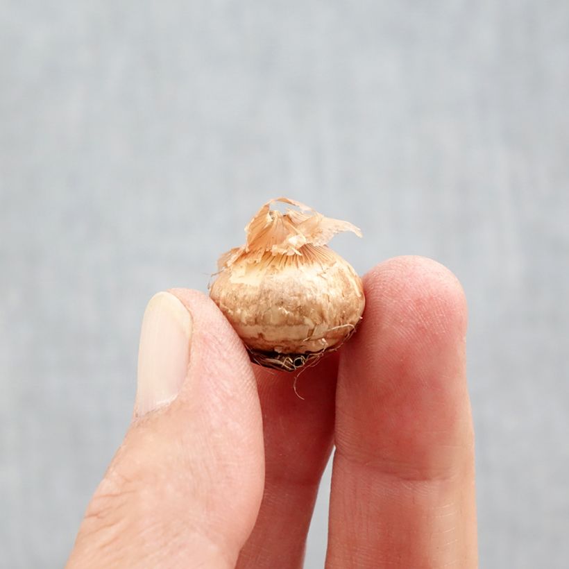 Spécimen de Crocus chrysanthus Ladykiller  Bulbe calibre 5+ tel que livré en automne