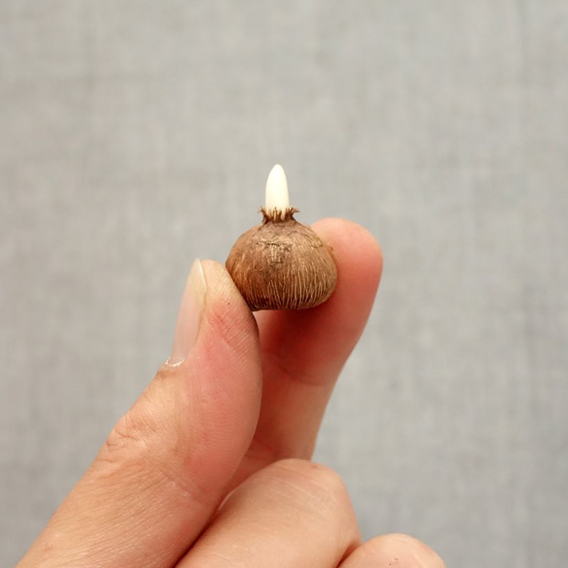 Spécimen de Crocus gargaricus - Crocus de Gargano Bulbe calibre I tel que livré en automne