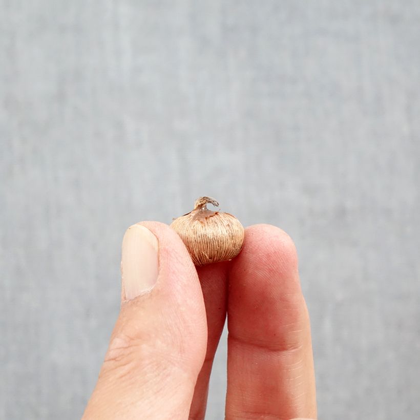 Spécimen de Crocus imperati De Jager Bulbe calibre 5+ tel que livré en automne
