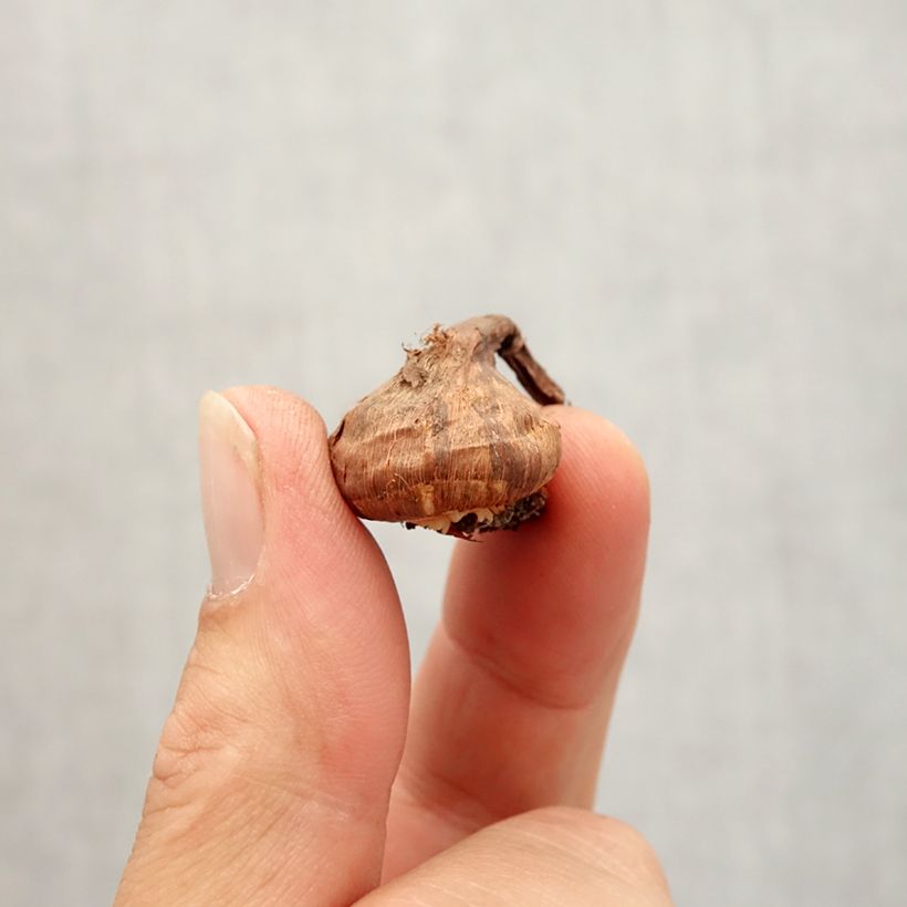 Spécimen de Crocus korolkowii Bulbe calibre 6+ tel que livré en automne