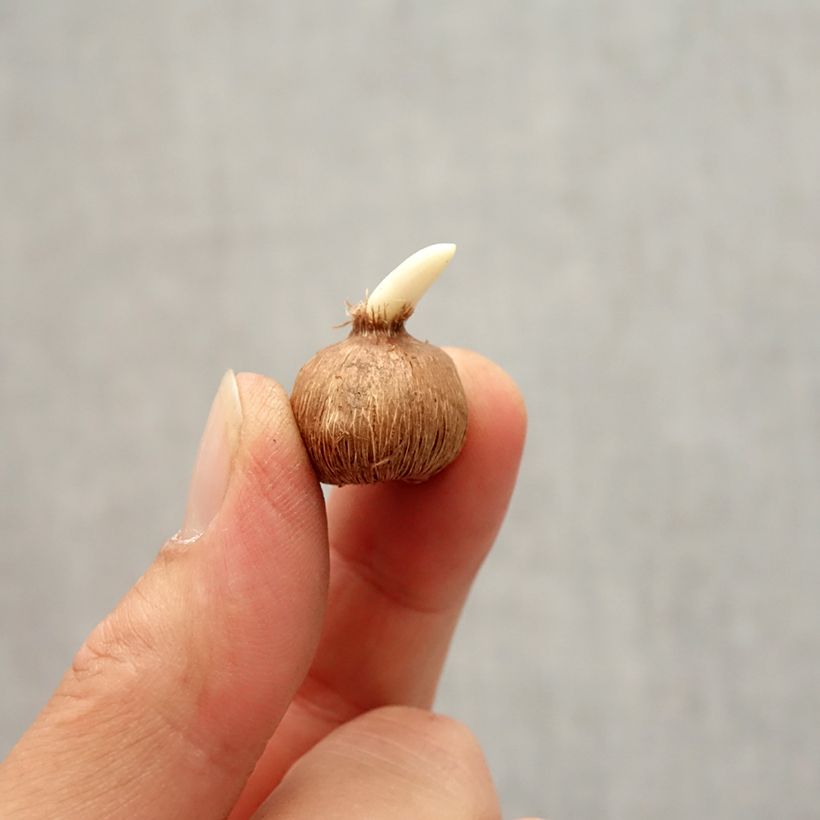 Spécimen de Crocus kosaninii April View Bulbe calibre I tel que livré en automne