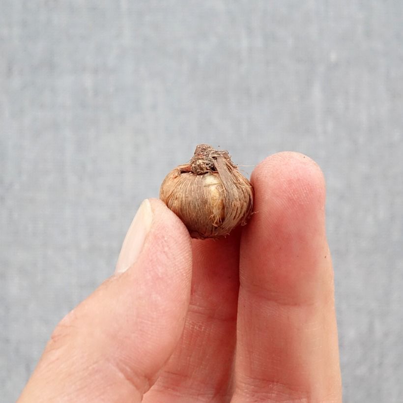 Spécimen de Crocus ligusticus - Crocus d'automne Bulbe calibre 5+ tel que livré en automne