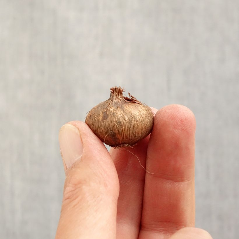 Example of Crocus Mammouth Flower Record Bulbe calibre 7 as you get in automne