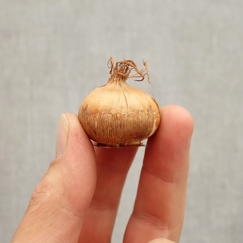 Example of Crocus Mammouth Grand Jaune (Golden Yellow) Bulbe calibre 8+ as you get in automne