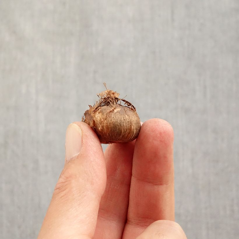 Spécimen de Crocus Mammouth Grand Maître Bulbe calibre 8+ tel que livré en automne