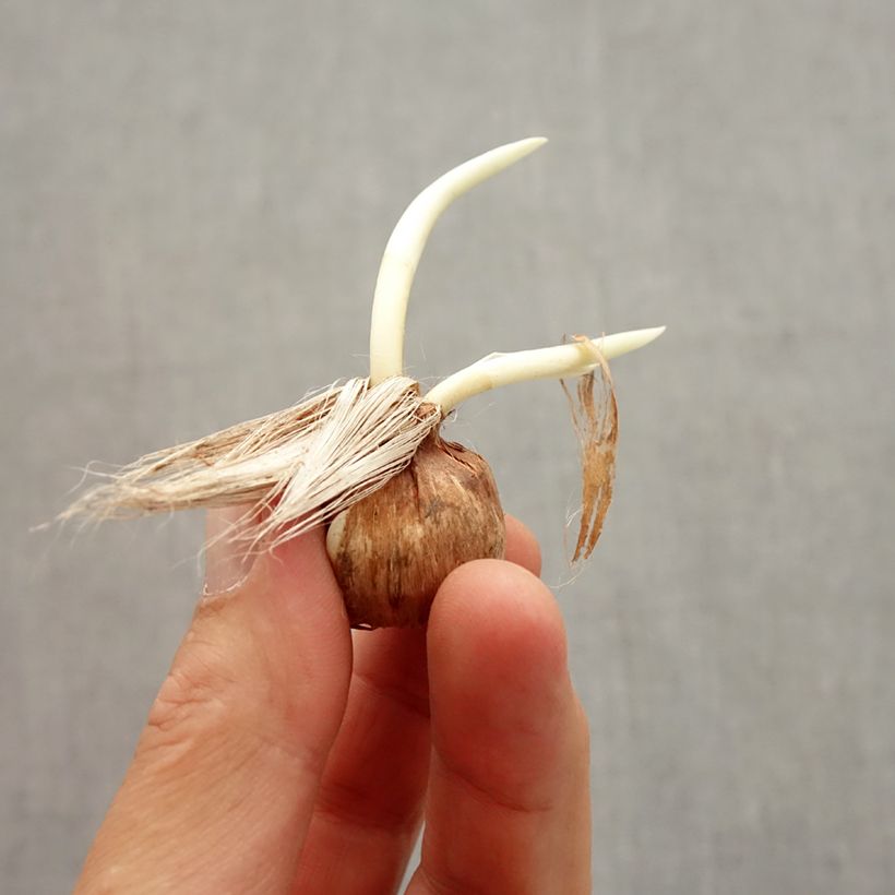 Example of Crocus Mammouth Pickwick Bulbe calibre 8+ as you get in automne