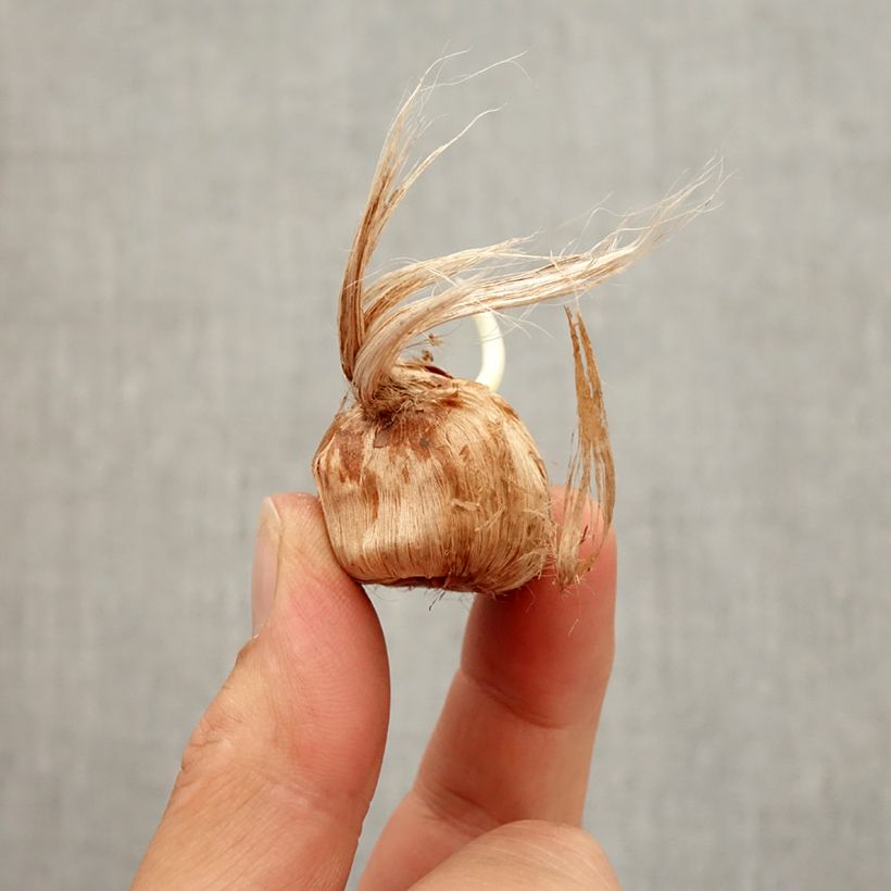 Spécimen de Crocus Mammouth Remembrance Bulbe calibre 8+ tel que livré en automne