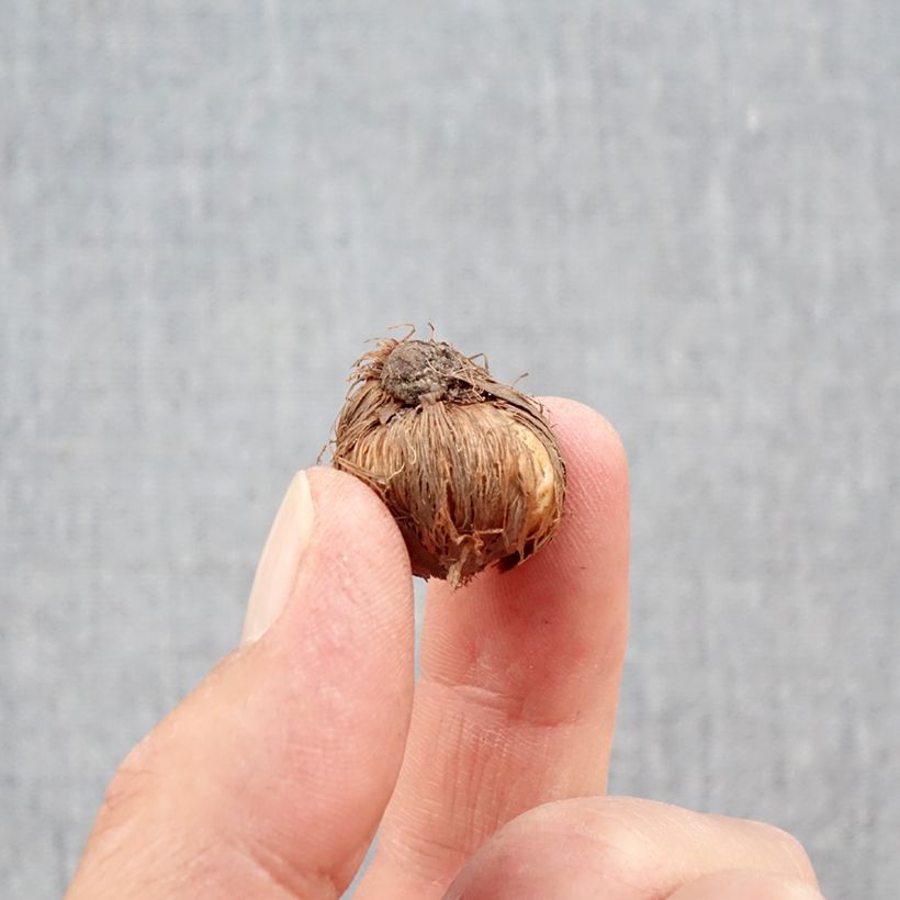 Spécimen de Crocus minimus Bulbe calibre 5+, Calibre 5 + tel que livré en automne