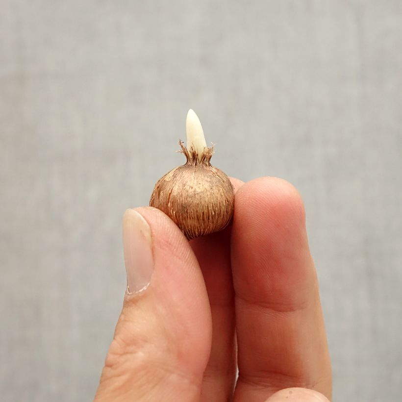 Example of Crocus olivieri ssp olivieri Bulbe calibre I as you get in automne