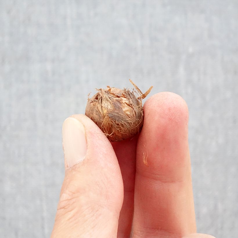 Spécimen de Crocus Prins Claus Bulbe calibre 5+ tel que livré en automne