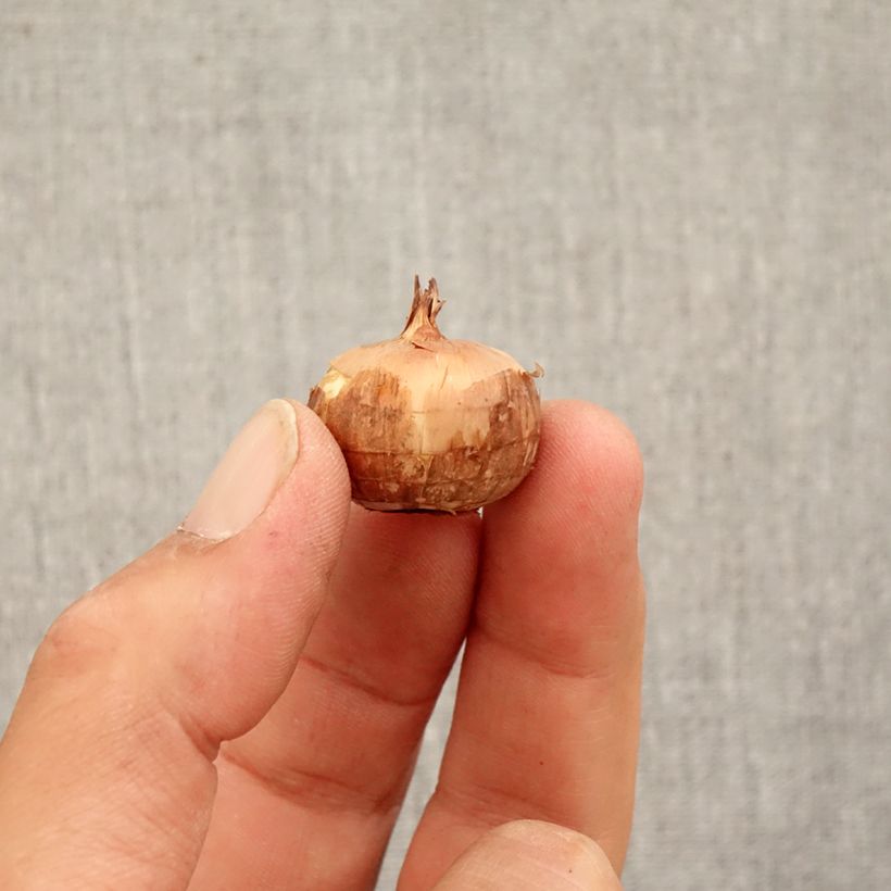 Spécimen de Crocus pulchellus Zephyr - Crocus d'automne Bulbe calibre 5+ tel que livré en automne