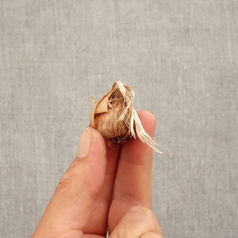 Spécimen de Crocus sativus - Safran Bulbe calibre 8+ tel que livré en automne