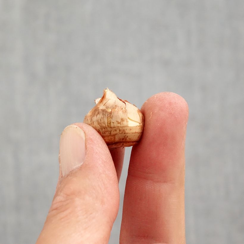 Spécimen de Crocus sieberi Tricolor Bulbe calibre 6+ tel que livré en automne