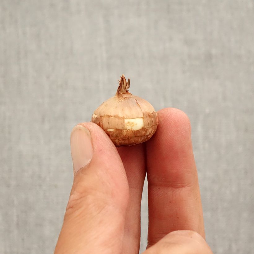 Spécimen de Crocus Speciosus Albus Bulbe calibre 5+ tel que livré en automne