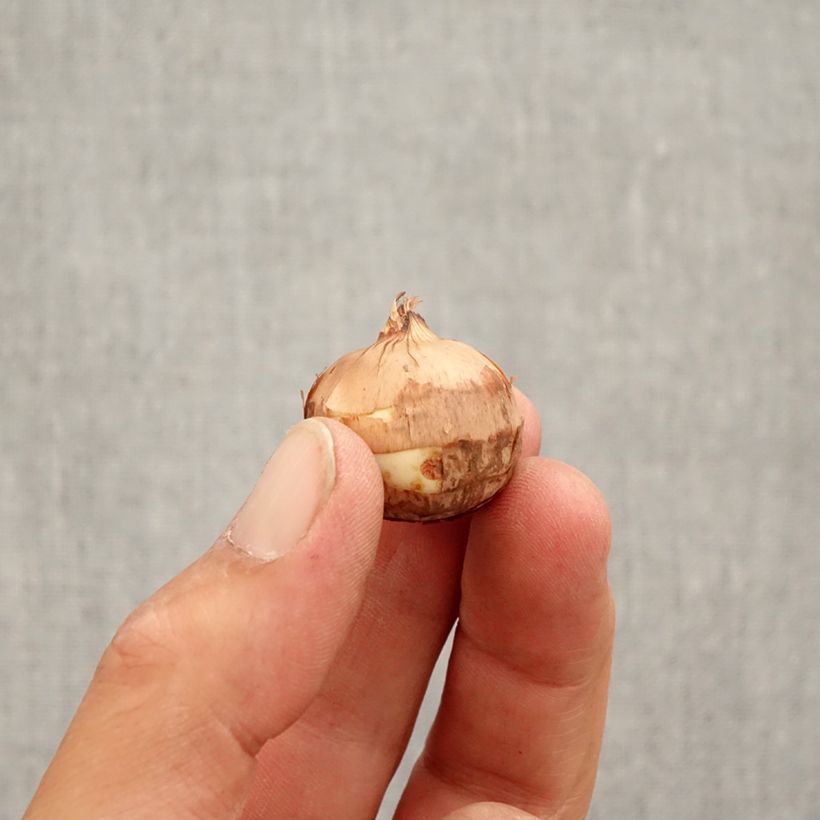 Spécimen de Crocus speciosus Artabir - Crocus d'automne Bulbe calibre 5+ tel que livré en automne