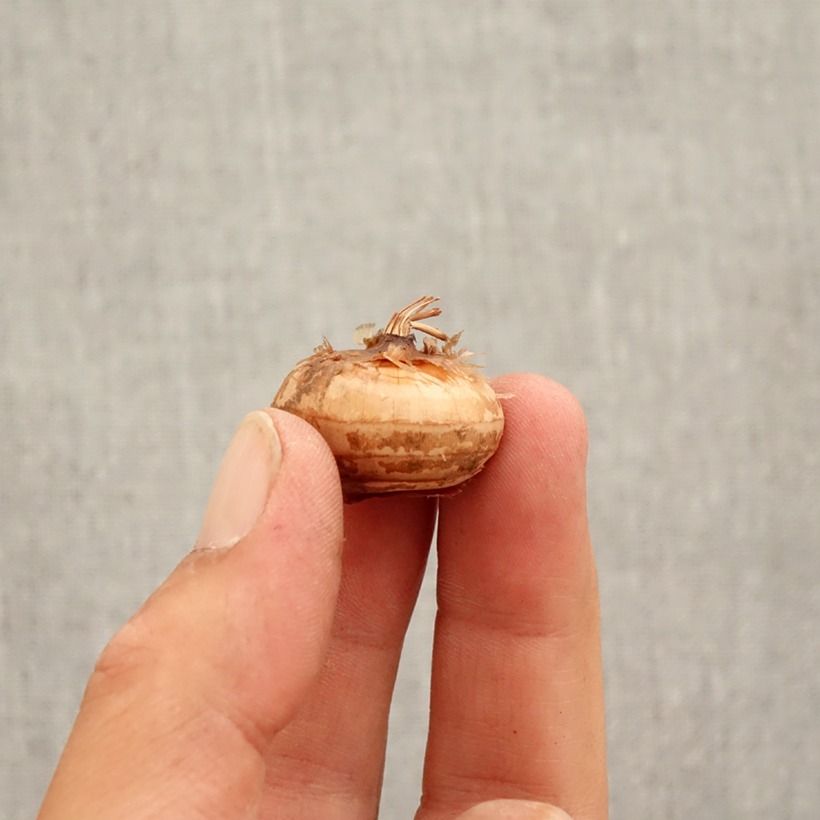 Spécimen de Crocus speciosus Cassiope - Crocus d'automne Bulbe calibre 5+ tel que livré en automne