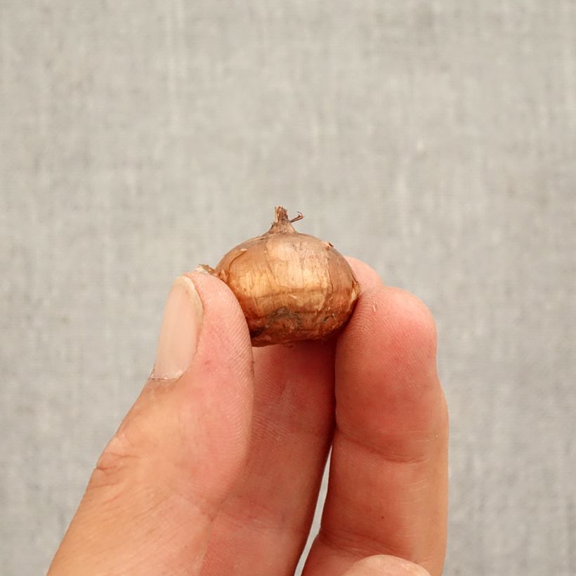 Spécimen de Crocus speciosus Conquéror Bulbe calibre 5+ tel que livré en automne