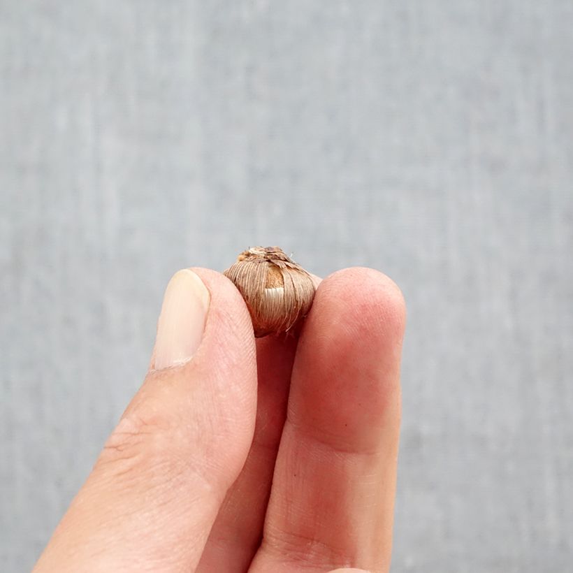 Spécimen de Crocus Stellaris Bulbe calibre 5+ tel que livré en automne