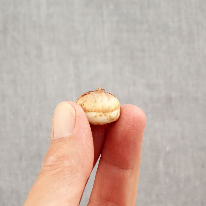 Example of Crocus tommasinianus Blue Ocean Bulbe calibre 6+ as you get in automne