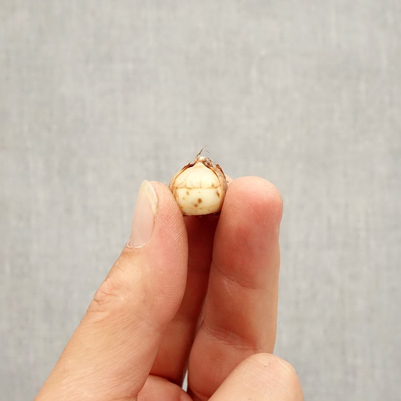 Spécimen de Crocus tommasinianus Roseus Bulbe calibre 5+ tel que livré en automne