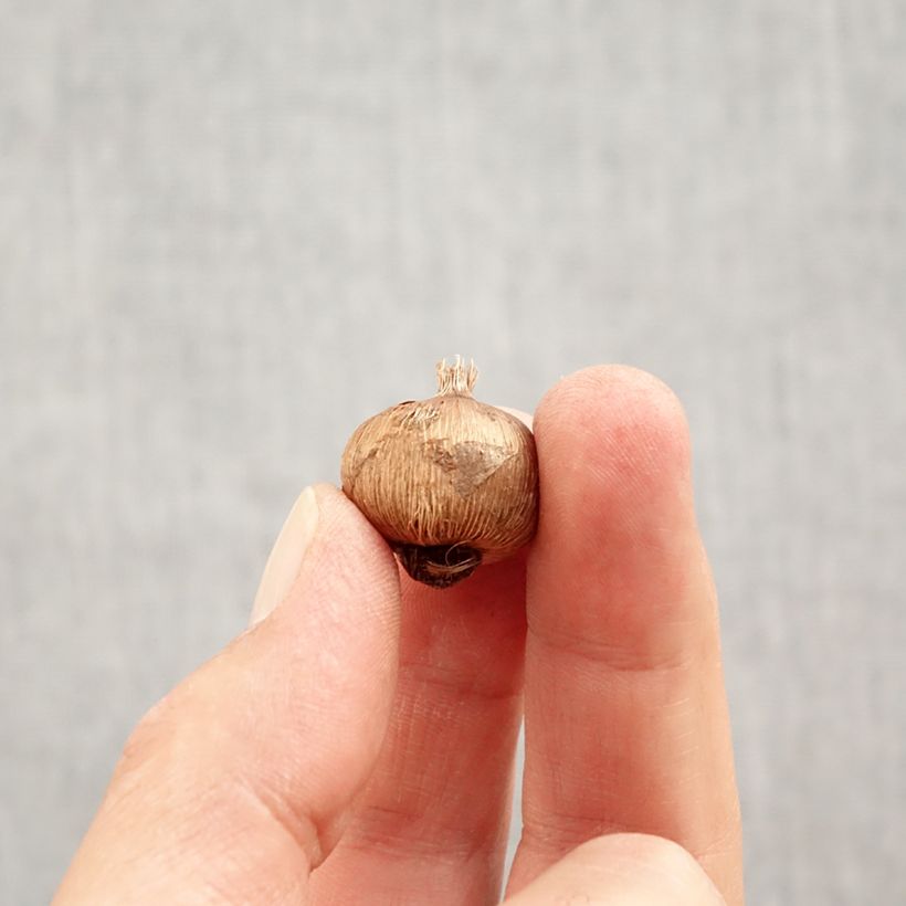 Spécimen de Crocus vernus subsp. albiflorus White Bulbe calibre I tel que livré en automne