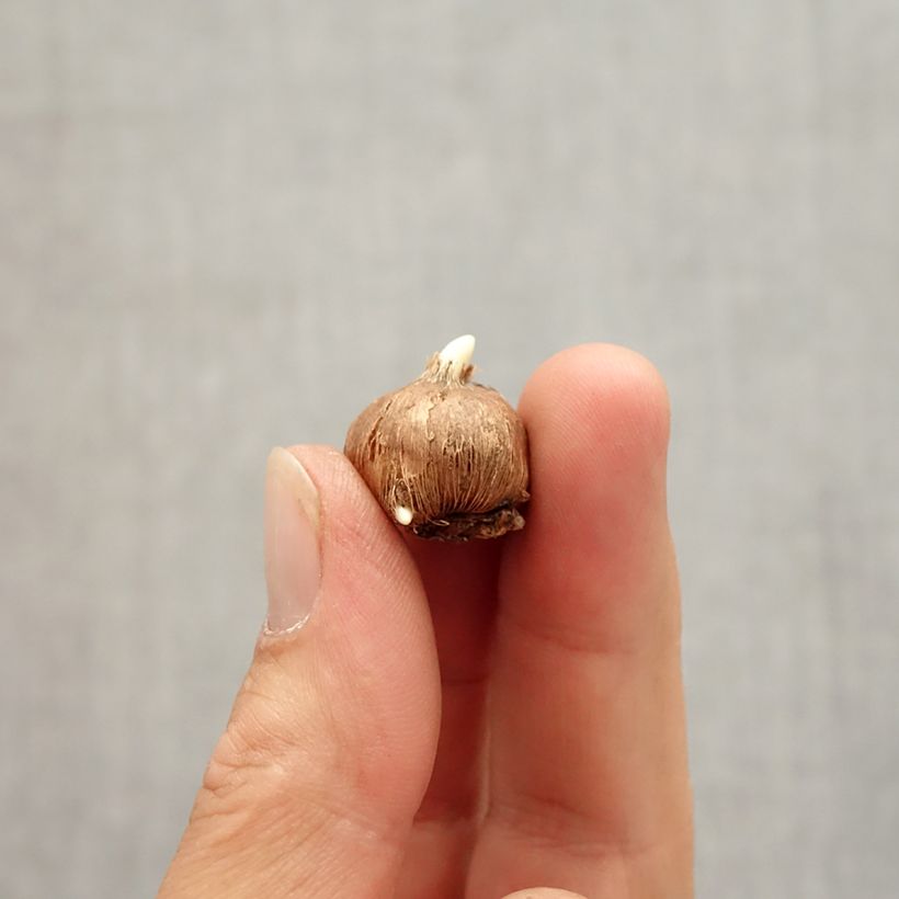 Spécimen de Crocus vitellinus - Crocus botanique Bulbe calibre 5+ tel que livré en automne