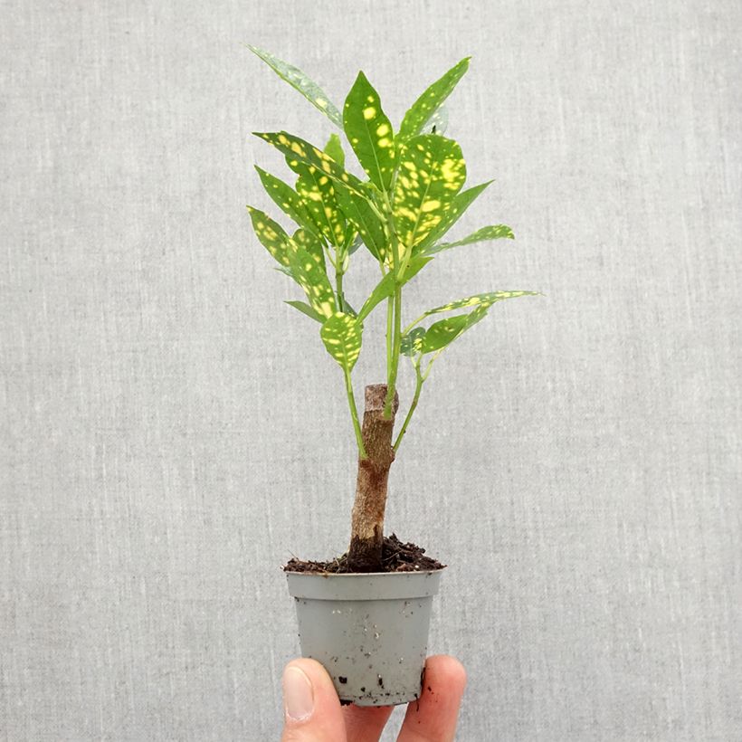 Spécimen de Croton Aucubaefolia - Codiaeum Mini-plante tel que livré au printemps