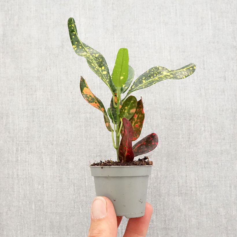 Spécimen de Croton Mammie - Codiaeum Mini-plante tel que livré au printemps