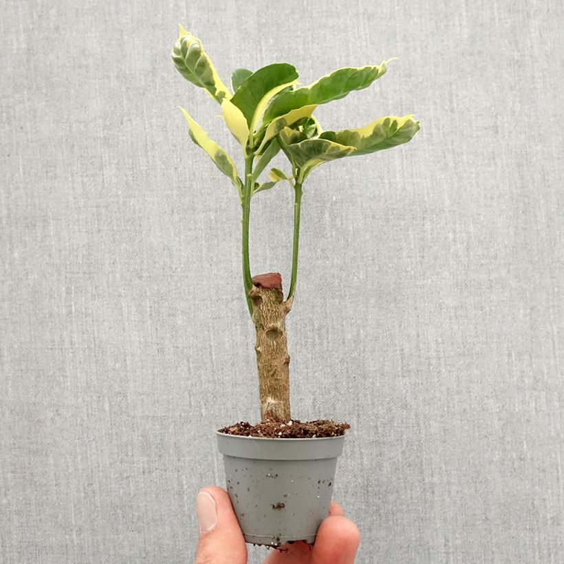 Spécimen de Croton Tamara - Codiaeum arbustif Mini-plante tel que livré au printemps