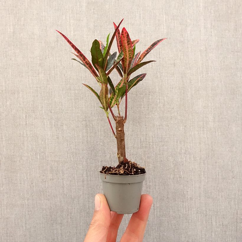 Spécimen de Croton variegatum Excurrens - Codiaeum Mini-plante tel que livré au printemps