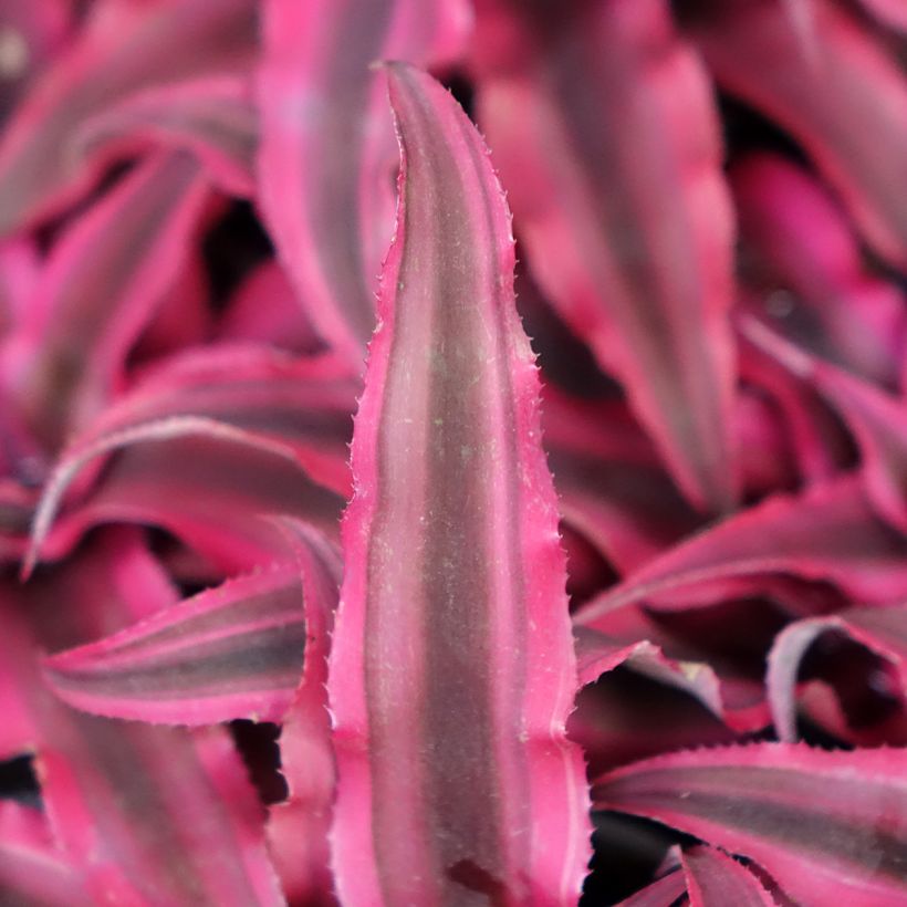 Cryptanthus Super Pink - Etoile de terre (Feuillage)