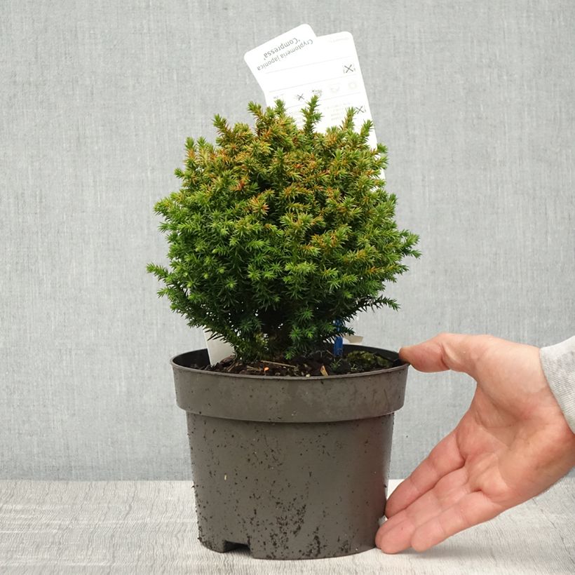 Spécimen de Cryptomeria japonica Compressa Pot de 2L/3L tel que livré au printemps