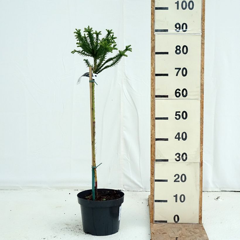 Spécimen de Cryptomeria japonica Dinger - Cèdre du Japon Pot de 4L/5L, Tige, Tige de 60 cm tel que livré en automne