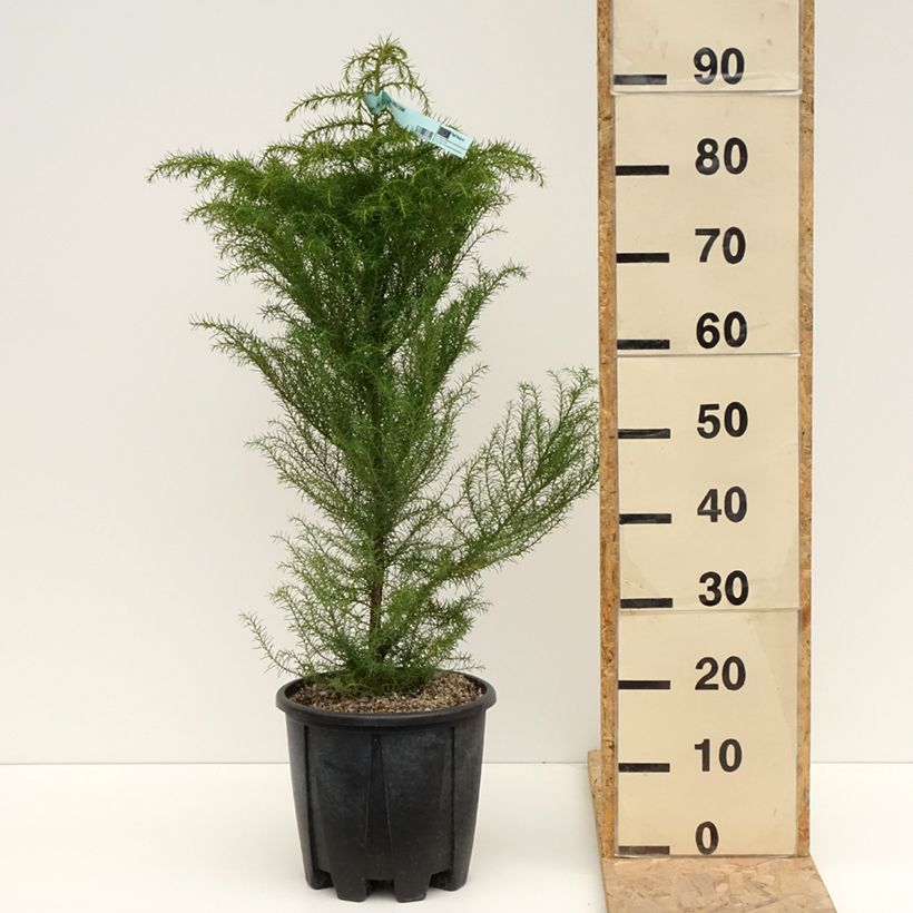 Spécimen de Cryptomeria japonica Elegans - Cèdre du Japon Pot de 7,5L/10L tel que livré au printemps
