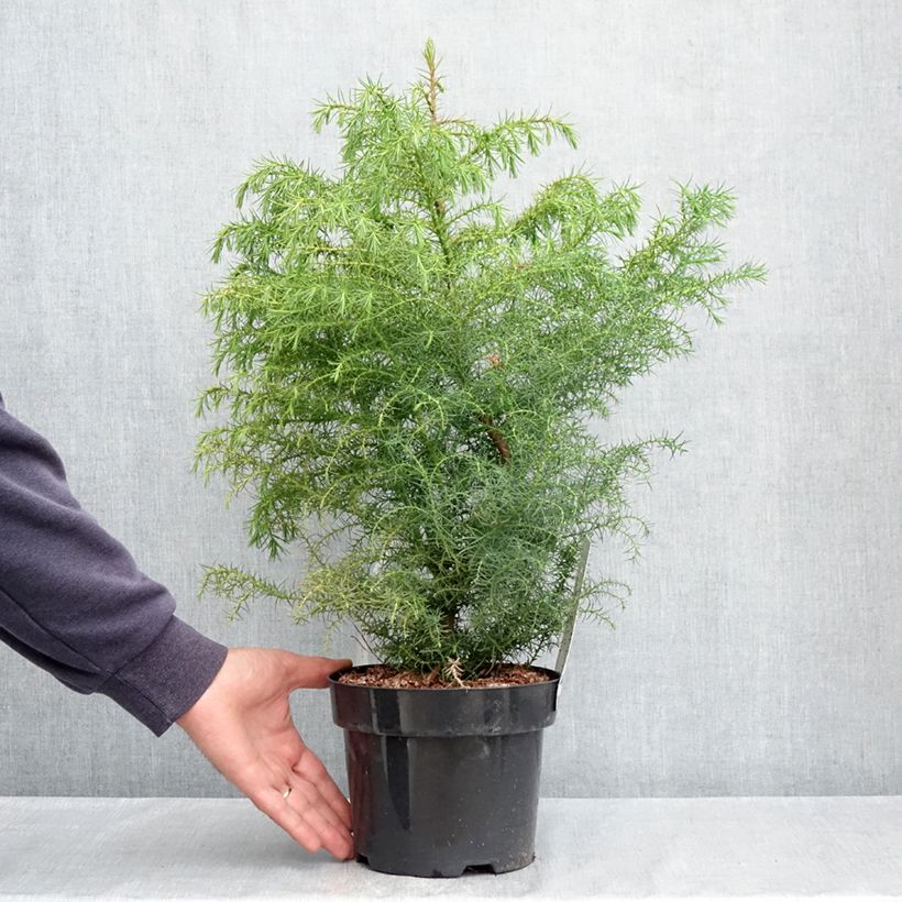 Spécimen de Cryptomeria japonica Elegans Viridis Pot de 2L/3L tel que livré au printemps