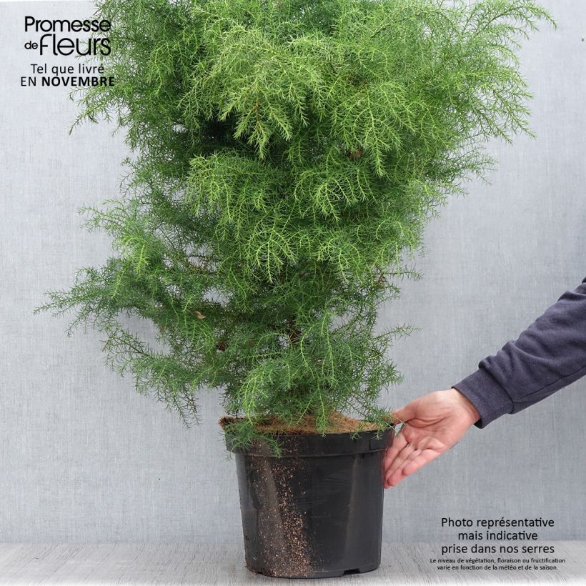 Spécimen de Cryptomeria japonica Elegans Viridis Pot de 7,5L/10L tel que livré en automne