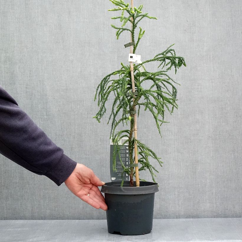 Example of Cryptomeria japonica Kyara Gold - Cèdre du Japon doré Pot de 3L/4L as you get in printemps