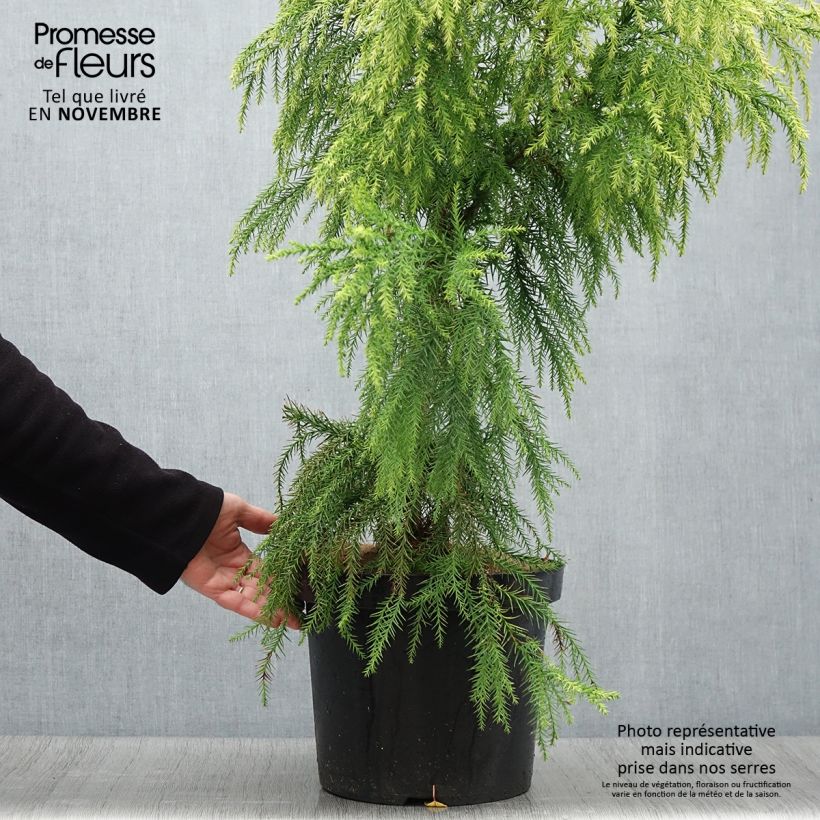Spécimen de Cryptomeria japonica Sekkan Sugi Pot de 7,5L/10L tel que livré en automne