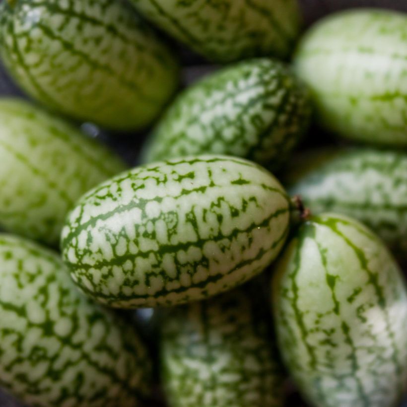 Cucamelon ou Concombre Melon - Melothria scabra (Harvest)