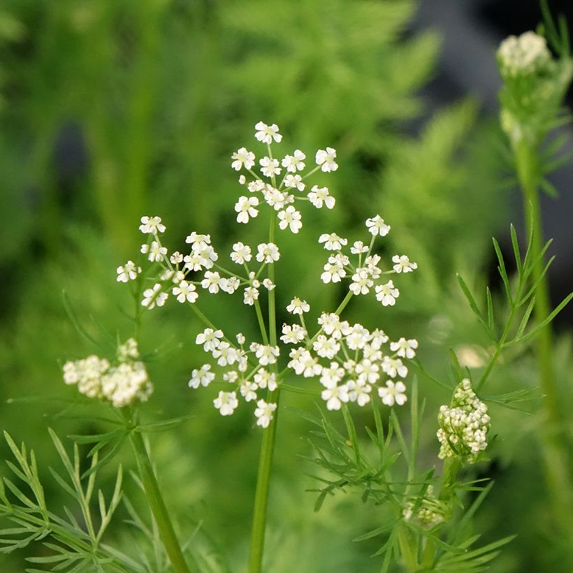 Cumin des prés ou Carvi (Floraison)