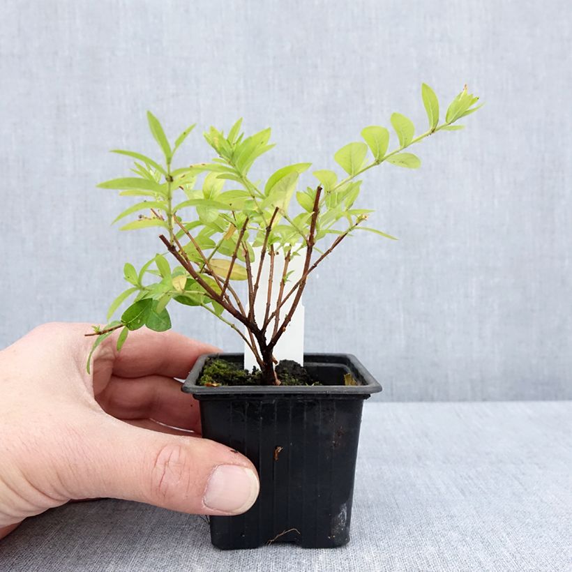 Spécimen de Cuphea hyssopifolia Purple - Fausse bruyère, Etoile du Mexique Godet de 8/9 cm tel que livré au printemps