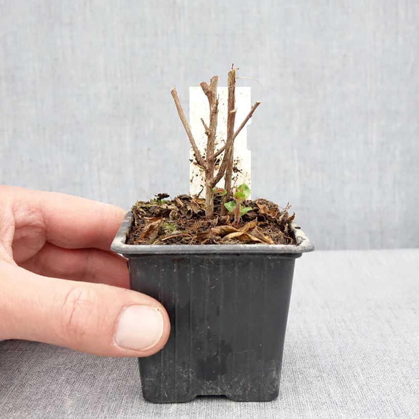 Spécimen de Cuphea Twinkle Pink - Plante cigarette Godet de 8/9 cm tel que livré au printemps