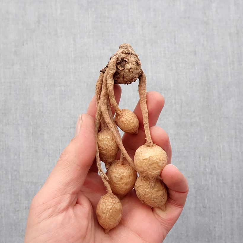 Spécimen de Curcuma alismatifolia Pink - Tulipe du Siam Bulbe calibre I tel que livré au printemps