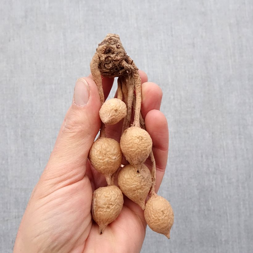 Spécimen de Curcuma alismatifolia Red - Tulipe taïlandaise Bulbe calibre I tel que livré au printemps