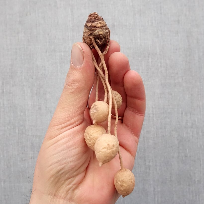 Example of Curcuma alismatifolia White - Tulipe du Siam Bulbe calibre I as you get in printemps