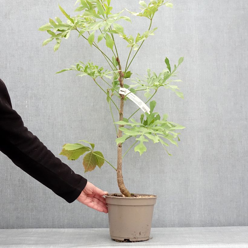 Spécimen de Cussonia spicata - Cussonia en épis Pot de 4L/5L tel que livré en hiver