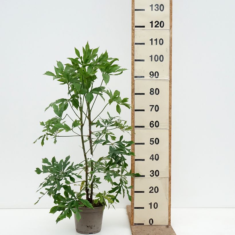 Spécimen de Cussonia spicata - Cussonia en épis Pot de 4L/5L tel que livré au printemps